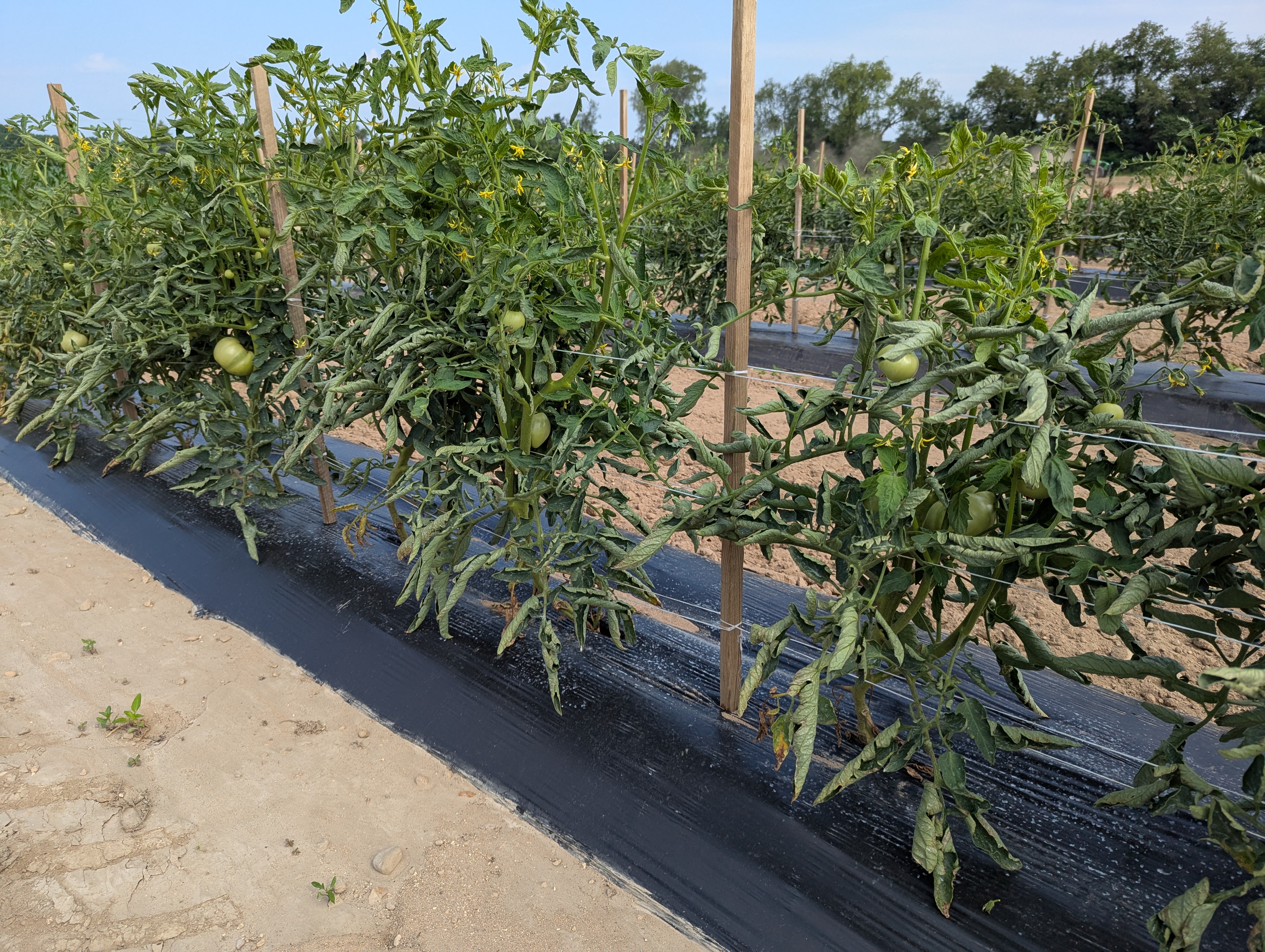 Tomato plants growing with leaves curling.